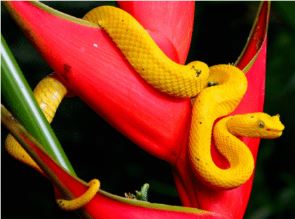 Snake Peru Venomous